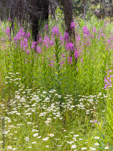 Fireweed blooming in the forest.