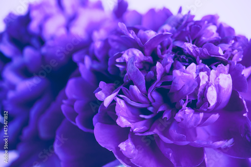 Beautiful purple blue peonies close-up, trending color very peri . Soft selective focus