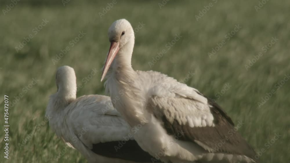 white storks on a field white storks on a field
