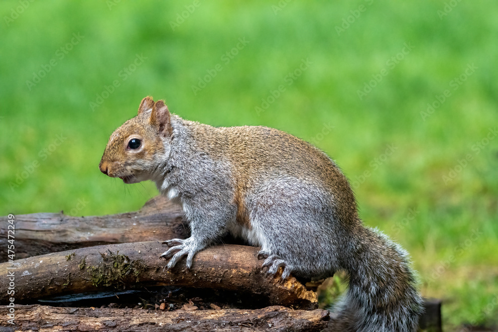 Issaquah, Washington State, USA. Western Gray Squirrel standing on a log Issaquah, Washington State, USA. Western Gray Squirrel standing on a log