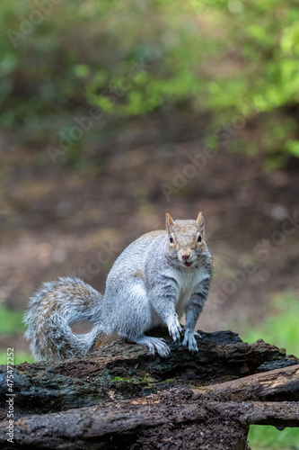 Issaquah, Washington State, USA. Western Gray Squirrel standing on a log © Danita Delimont