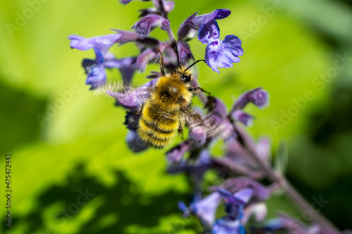 Issaquah, Washington State, USA. Honeybee pollinating a Walker's Low catnip (Nepeta Walker's Low) photo