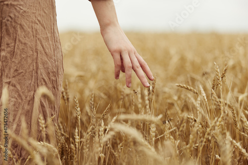 hand the farmer concerned the ripening of wheat ears in early summer harvest