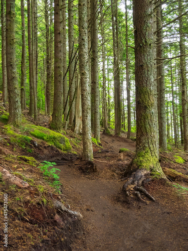 Washington State, Central Cascades, Dirty Harry's Peak Trail © Danita Delimont
