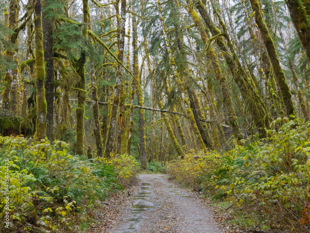 Fototapeta premium Washington State, Central Cascades, Forest Road 5620, Moss covered Red Alder forest