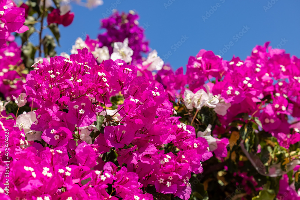 Blooming red bougainvillea flowers in Santorini island. Blooming red bougainvillea flowers in Santorini island.