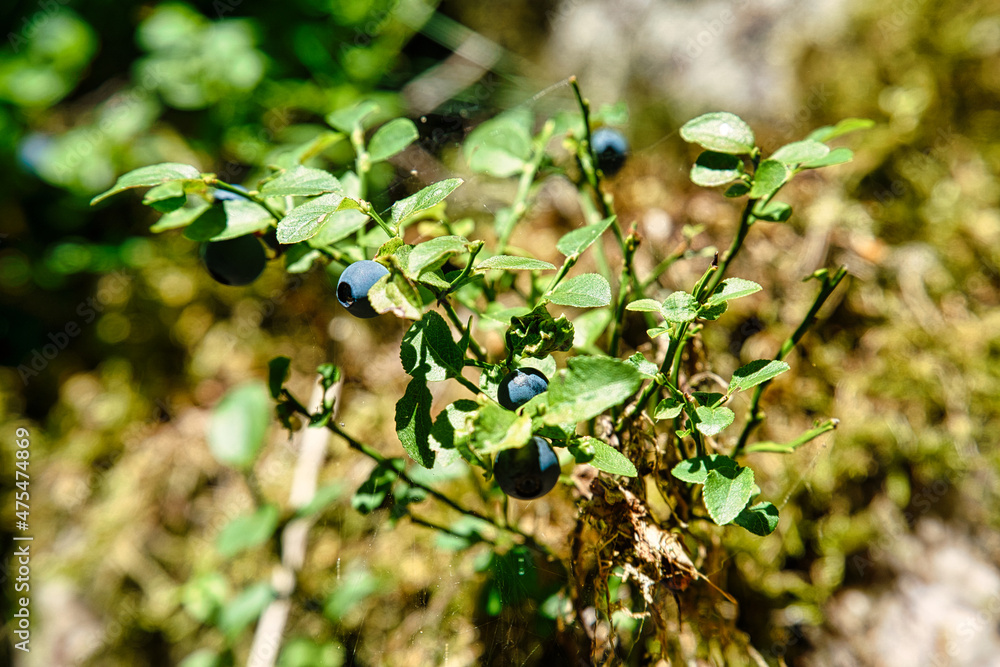 blueberry bush with ripe blueberries in sweden. blueberry bush with ripe blueberries in sweden.