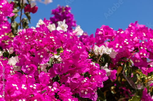 Wallpaper Mural Blooming red bougainvillea flowers in Santorini island. Torontodigital.ca