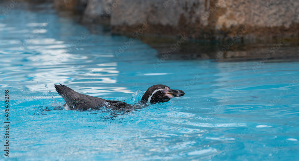 Fototapeta premium 泳ぐペンギン