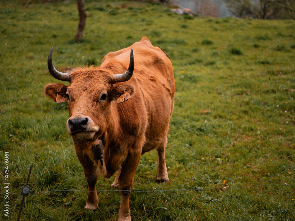 Vaca pastando en un prado asturiano