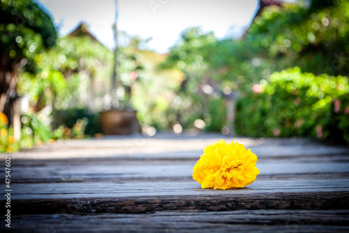 
marigold flower