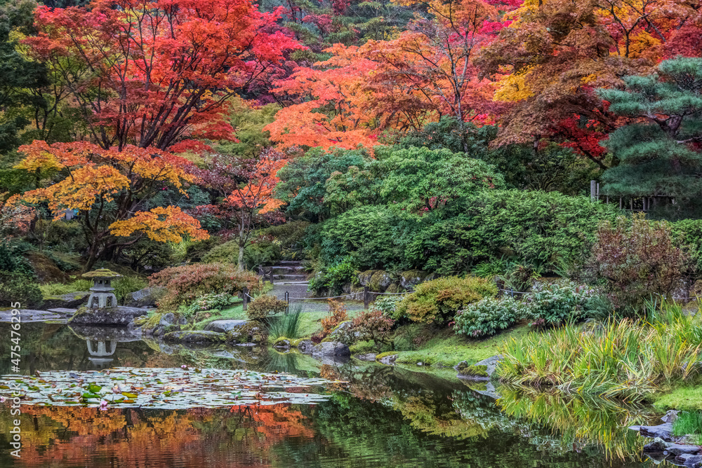 Washington State, Seattle. Autumn color, Japanese Garden
