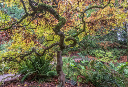 фотографія Washington State, Seattle. Arboretum, Japanese Maple