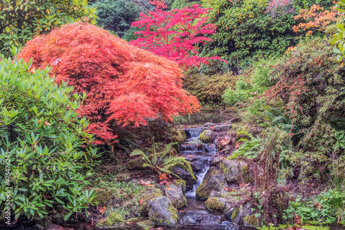 Washington State, Seattle. Autumn Color at Kubota Garden photo