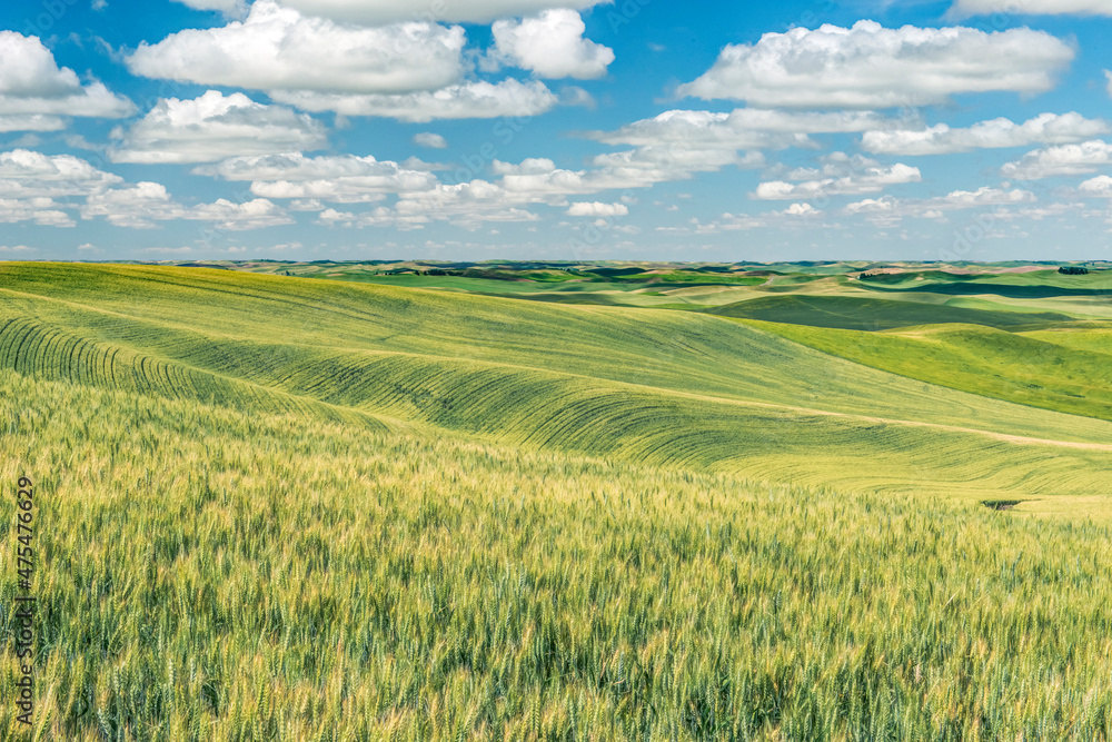 Washington State, Whitman County. Palouse farm fields
