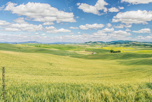 Washington State  Whitman County. Palouse farm fields