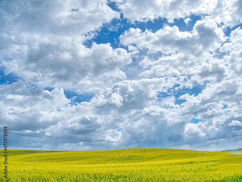 USA, Washington State, Palouse, Spring canola field with beautiful clouds photo