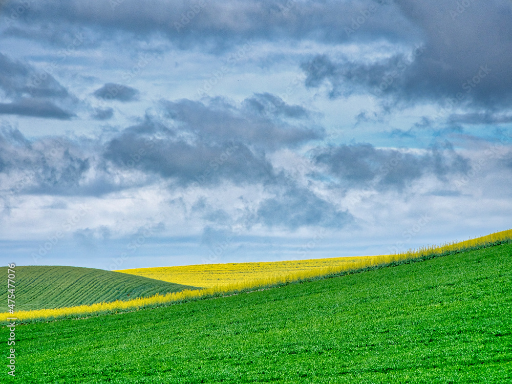 USA, Washington State, Palouse, Rolling hills of canola and wheat