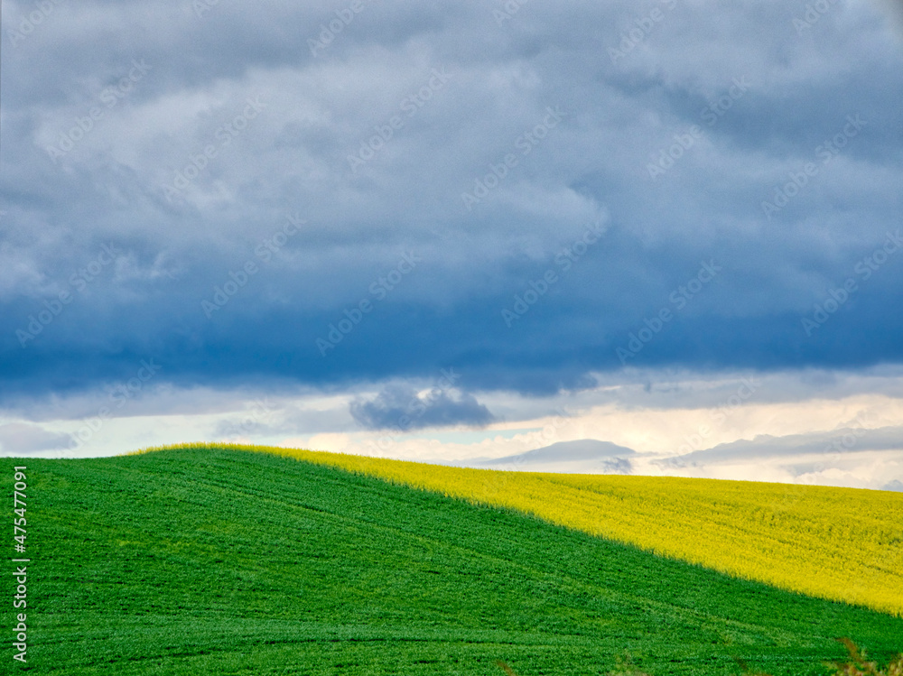 Fototapeta premium USA, Washington State, Palouse, Rolling hills of canola and wheat