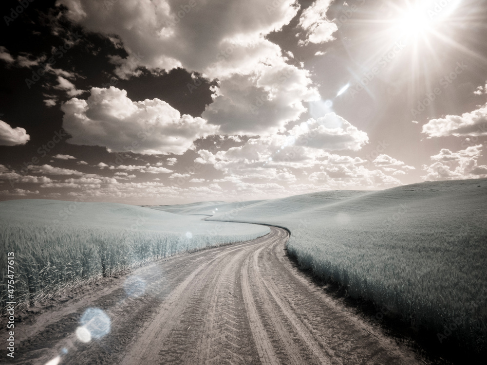 Fototapeta premium USA, Washington State, Palouse. Country backroad through spring crops
