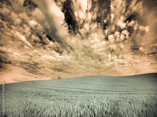 USA  Washington State  Palouse. wheat field and clouds