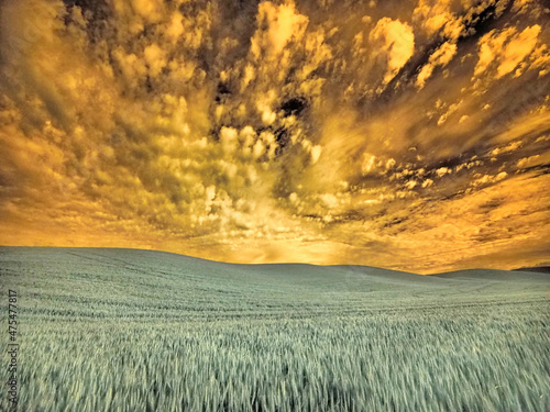 USA  Washington State  Palouse. wheat field and clouds