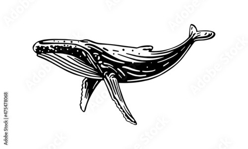 humpback whale _isolated