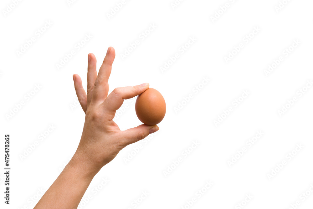 hand holds chicken egg isolated on white background hand holds chicken egg isolated on white background