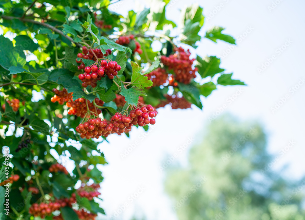 Bunches of viburnum berries growing on bush in garden Bunches of viburnum berries growing on bush in garden