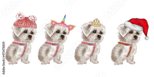 White dog set in New Year's outfits. Christmas pet. White lapdog. Bichon Frize. Maltese.