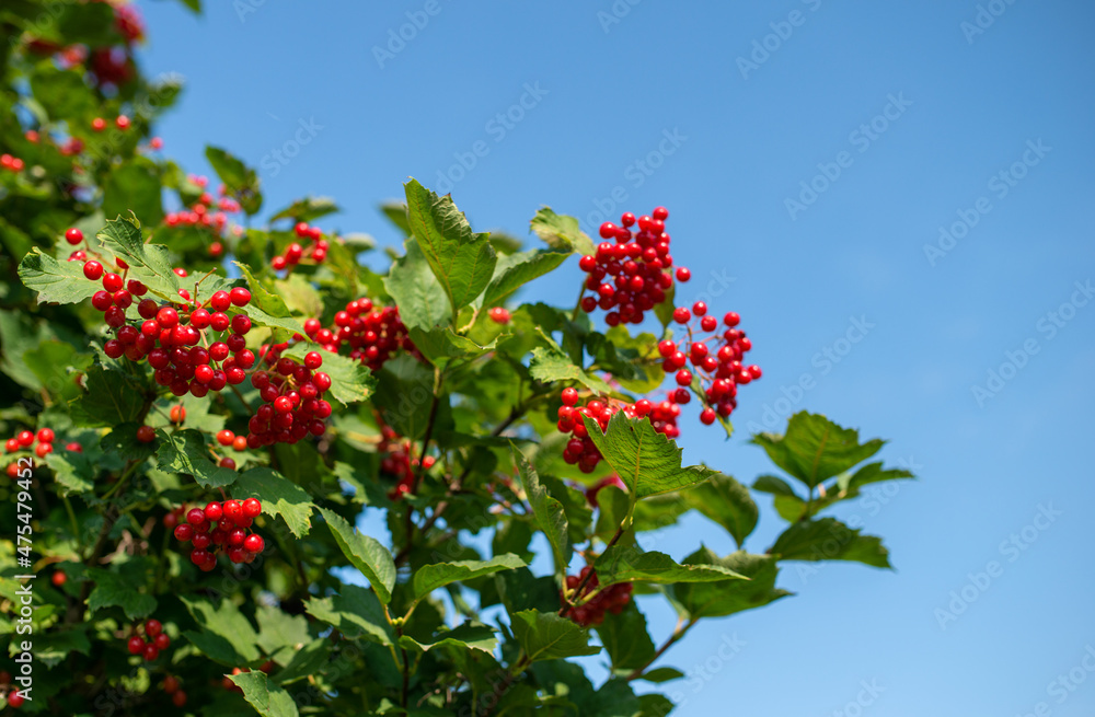 Bunches of viburnum berries growing on bush in garden Bunches of viburnum berries growing on bush in garden