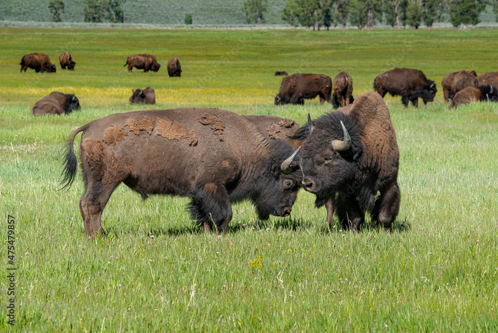 Bison joust for dominance, Grand Teton National Park, Wyoming Bison joust for dominance, Grand Teton National Park, Wyoming