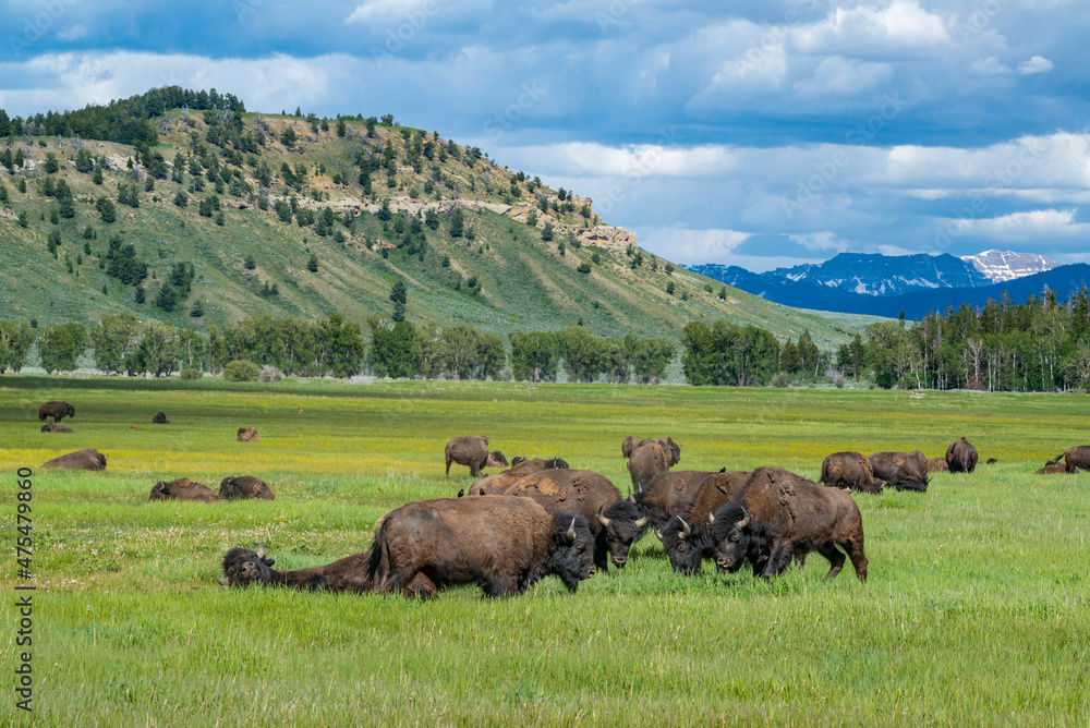 Grand Teton National Park, Group of Bison graze in meadow, Wyoming