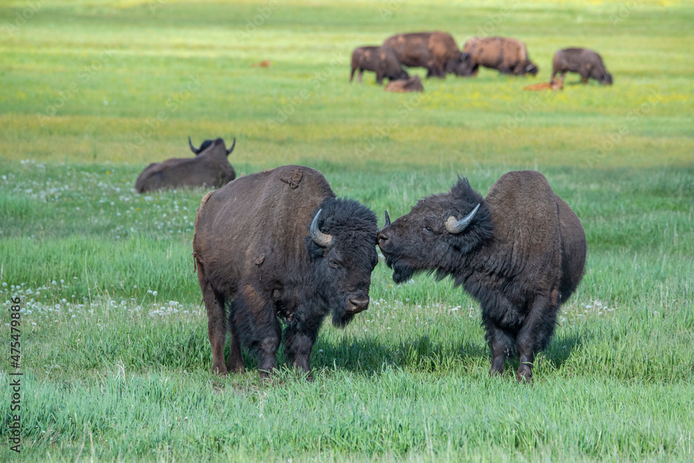 Bison interact in meadow, Grand Teton National Park, Wyoming