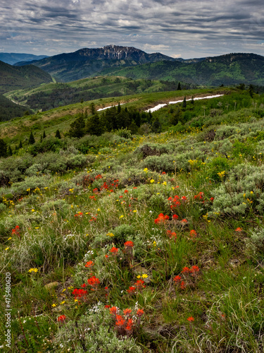 Wildflowers in spring near Pine Creek Pass and Stout's Mountain, Idaho