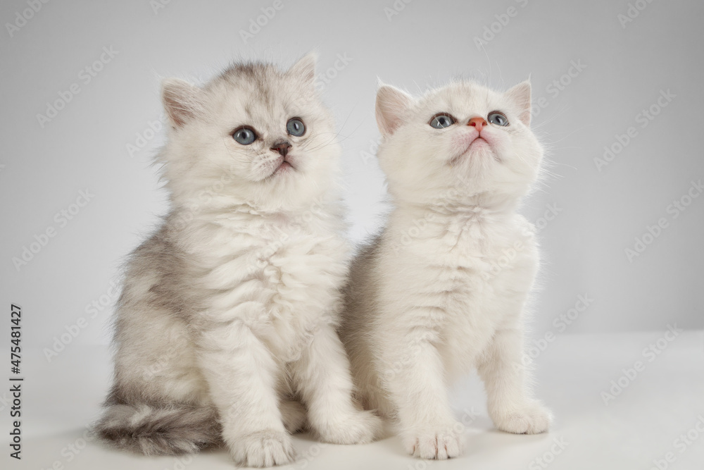 White fluffy classic persian cats isolated on white
