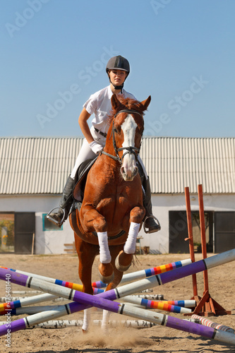 Image of female jockey with purebred horse, jumping a hurdle.