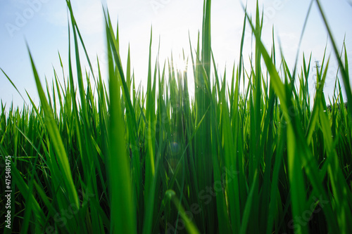 Green rice field under sunrise sky