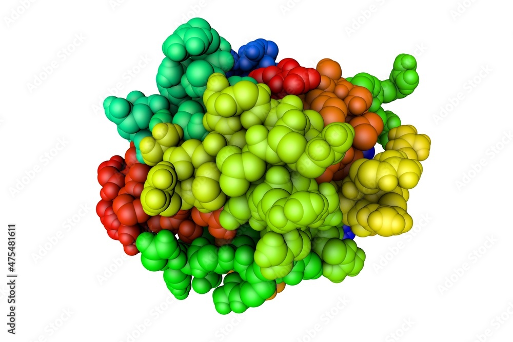 Space-filling molecular model of human cathepsin G isolated on white background. Rendering based on protein data bank. Rainbow coloring from N to C. 3d illustration