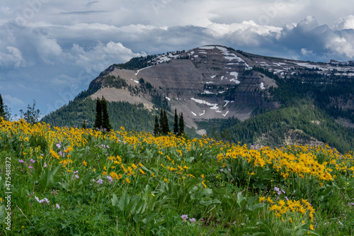 USA, Wyoming. Arrowleaf balsamroot and mountain view, west side of Teton Mountains photo