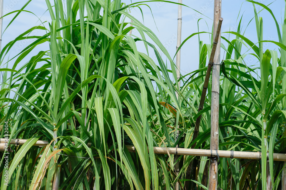 Fototapeta premium Sugarcane plants growing under sky