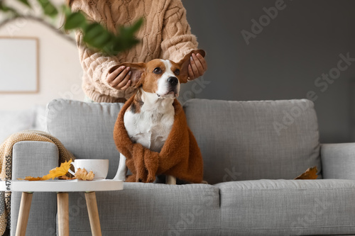 Woman playing with cute Beagle dog at home on autumn day