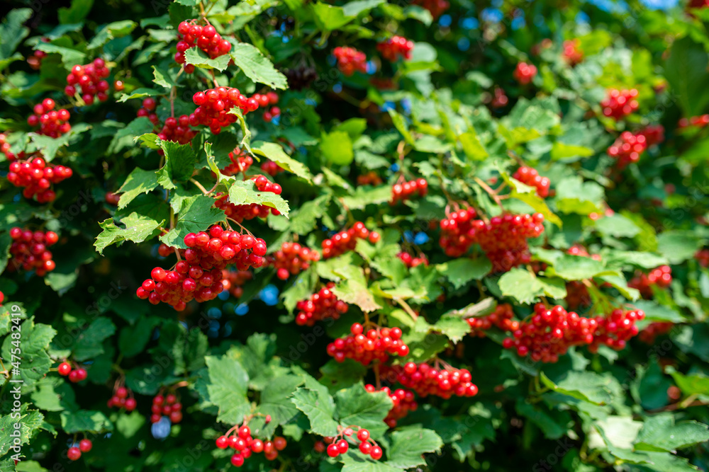 Bunches of viburnum berries growing on bush in garden Bunches of viburnum berries growing on bush in garden