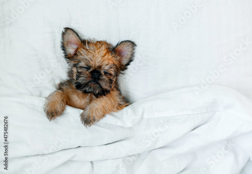 a sleeping newborn Brussels Griffon puppy of red color lies under a white blanket with closed eyes. High quality photo