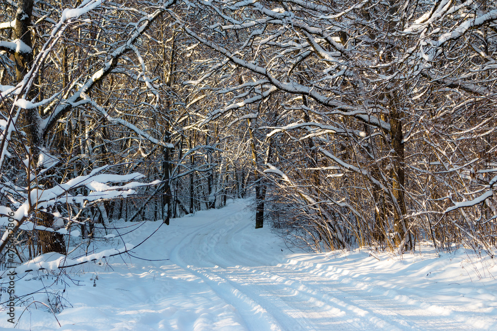 custom made wallpaper toronto digitalBeautiful snow-covered road in the winter forest, a fabulous route covered with snow