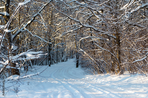 Wallpaper Mural Beautiful snow-covered road in the winter forest, a fabulous route covered with snow Torontodigital.ca