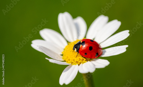 Ladybug is sitting on chamomile against sun. Summer scene on the background of plants and sunlight.