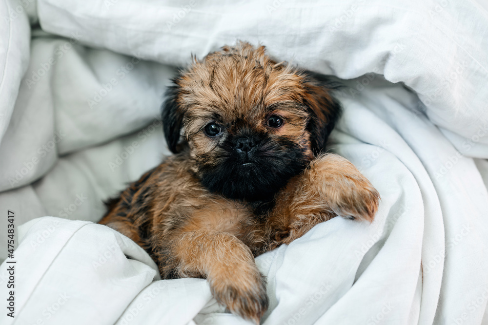 a sleeping newborn Brussels Griffon puppy of red color lies under a white blanket with closed eyes. High quality photo a sleeping newborn Brussels Griffon puppy of red color lies under a white blanket with closed eyes. High quality photo