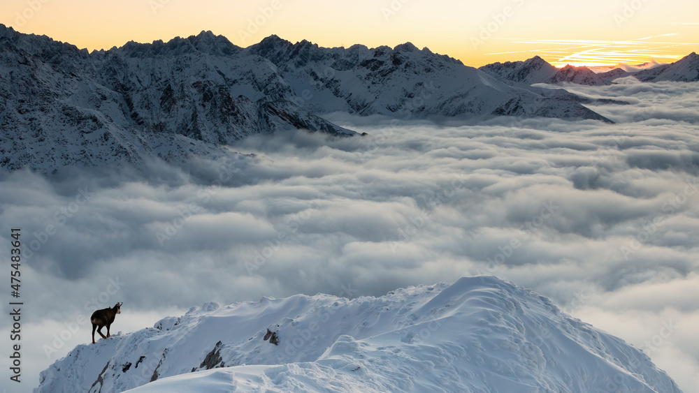 Tatra chamois, rupicapra rupicapra tatrica, walking on snowy mountains in epic scenery. Outline of wild goat looking on white peak in clouds. Alpine horned animal moving on cliff in winter landscape.