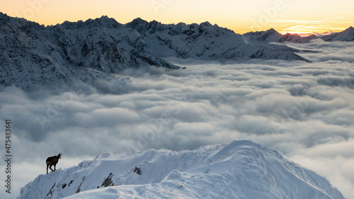 Tatra chamois, rupicapra rupicapra tatrica, walking on snowy mountains in epic scenery. Outline of wild goat looking on white peak in clouds. Alpine horned animal moving on cliff in winter landscape. photo